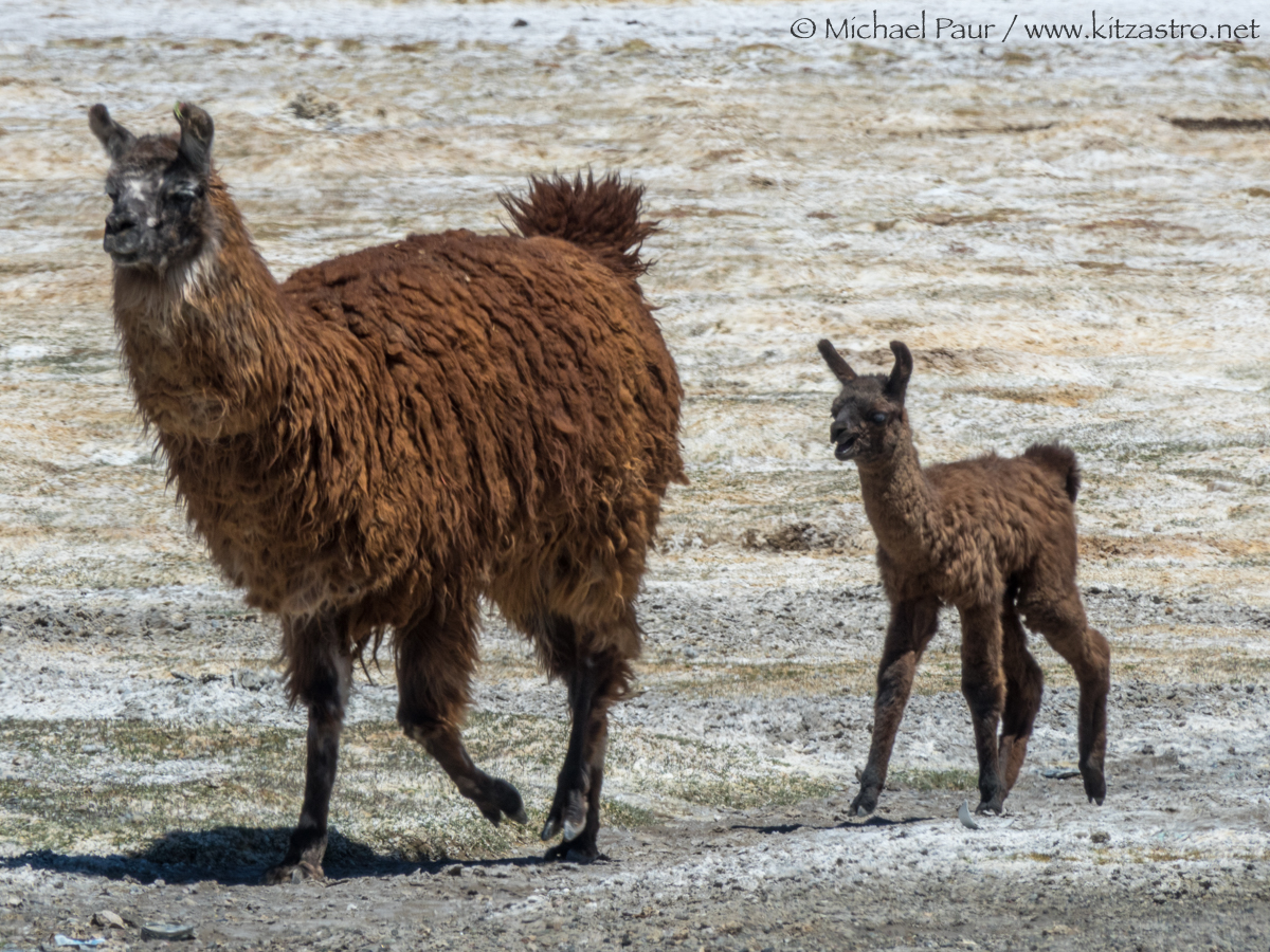 lamas